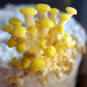 mushroom kit golden oyster