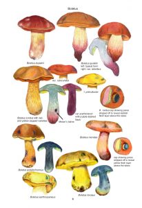 Mushrooms and Toadstools of Britain and Europe - Kibby